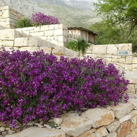 Kuca Za Odmor Viola Villa Živogošće Екстериор снимка
